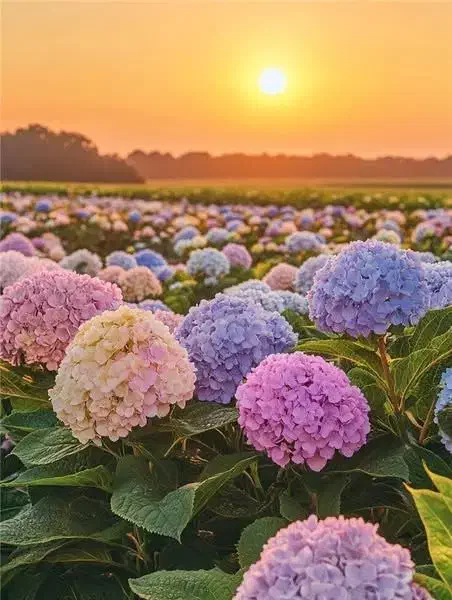 گل برای مراسمهای شما، از اقتصادی تا لاکچری|خدمات پذیرایی، مراسم|تهران, قیطریه|دیوار