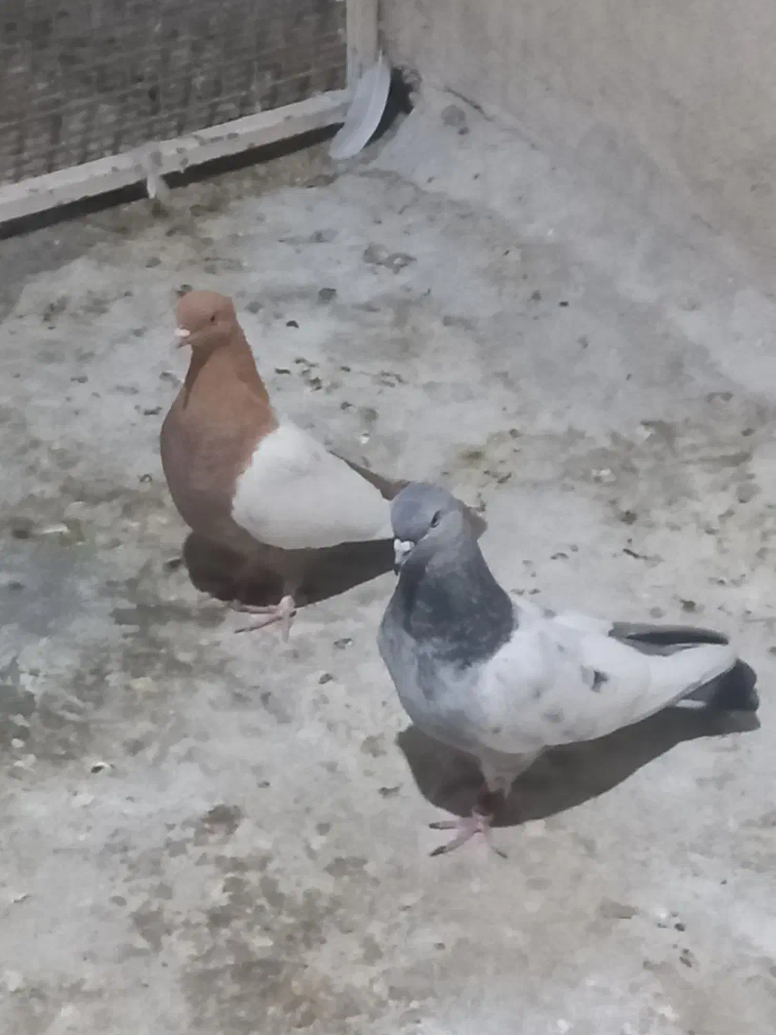 سینه سبز وسینه زرد|پرنده|شیراز, کوشک میدان|دیوار