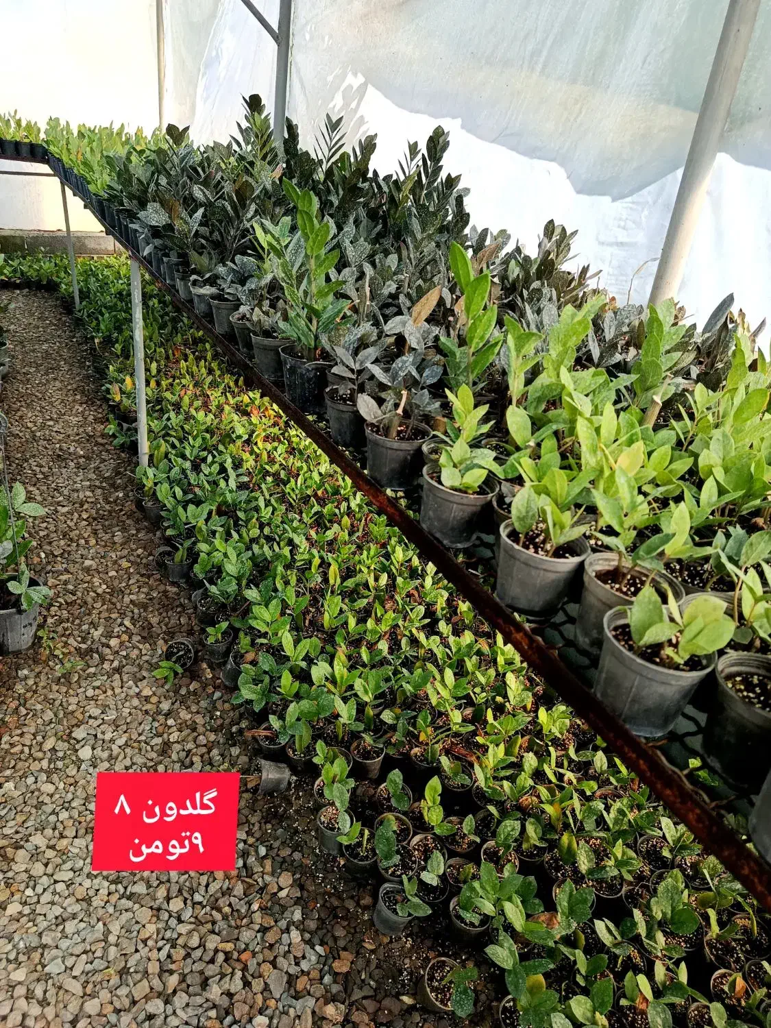 گل زیر قیمت|گل و گیاه طبیعی|بابل, |دیوار