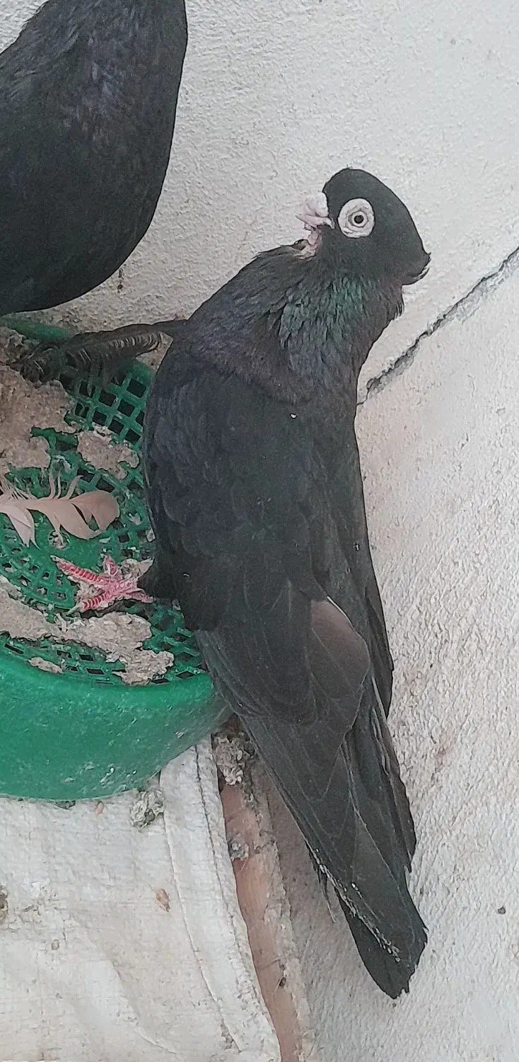 صرب|پرنده|تهران, جیحون|دیوار