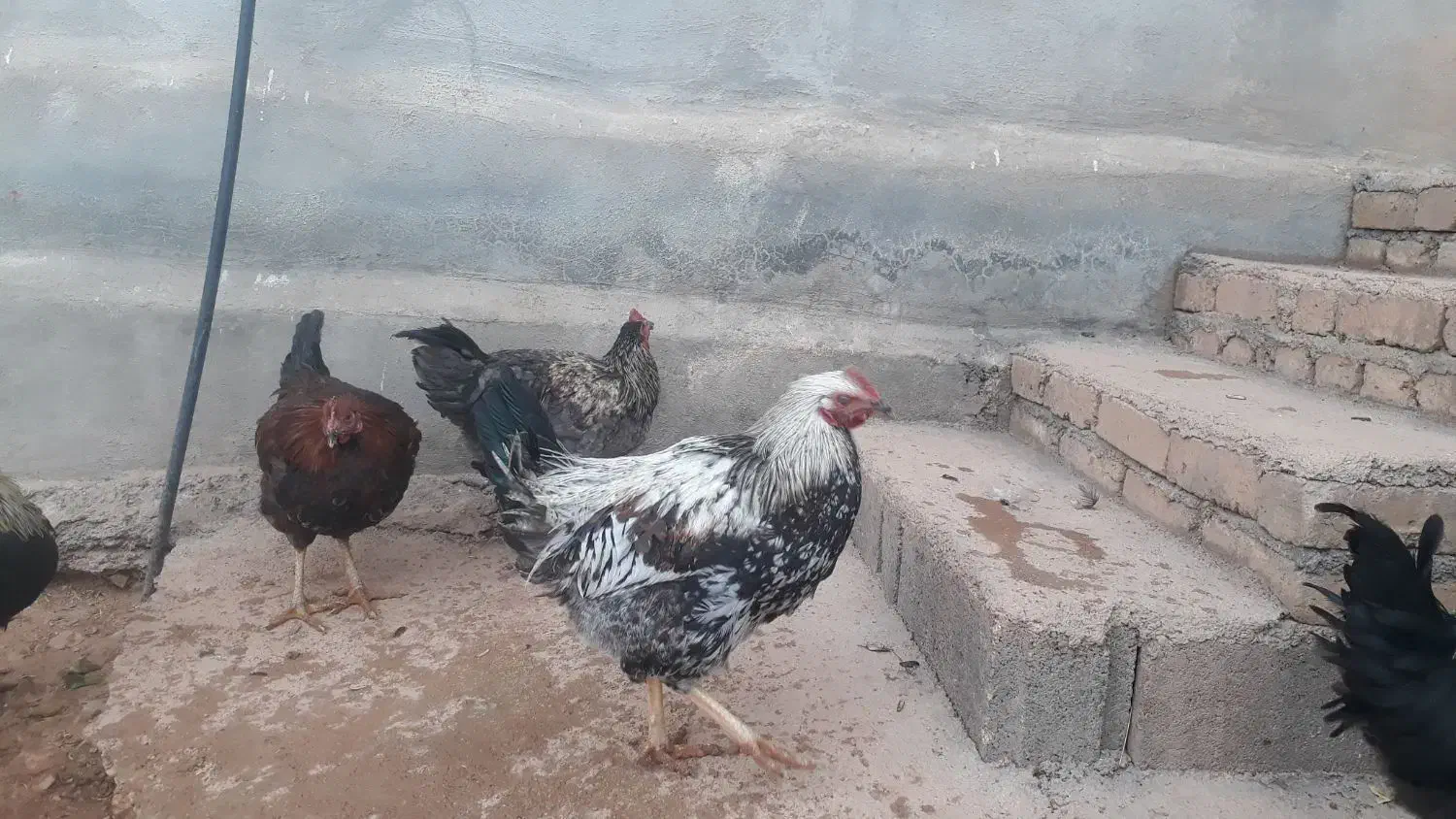 ۶ عدد کلشیر سرحال جوان به فروش میرسد|حیوانات مزرعه|قلعه شاهین, |دیوار