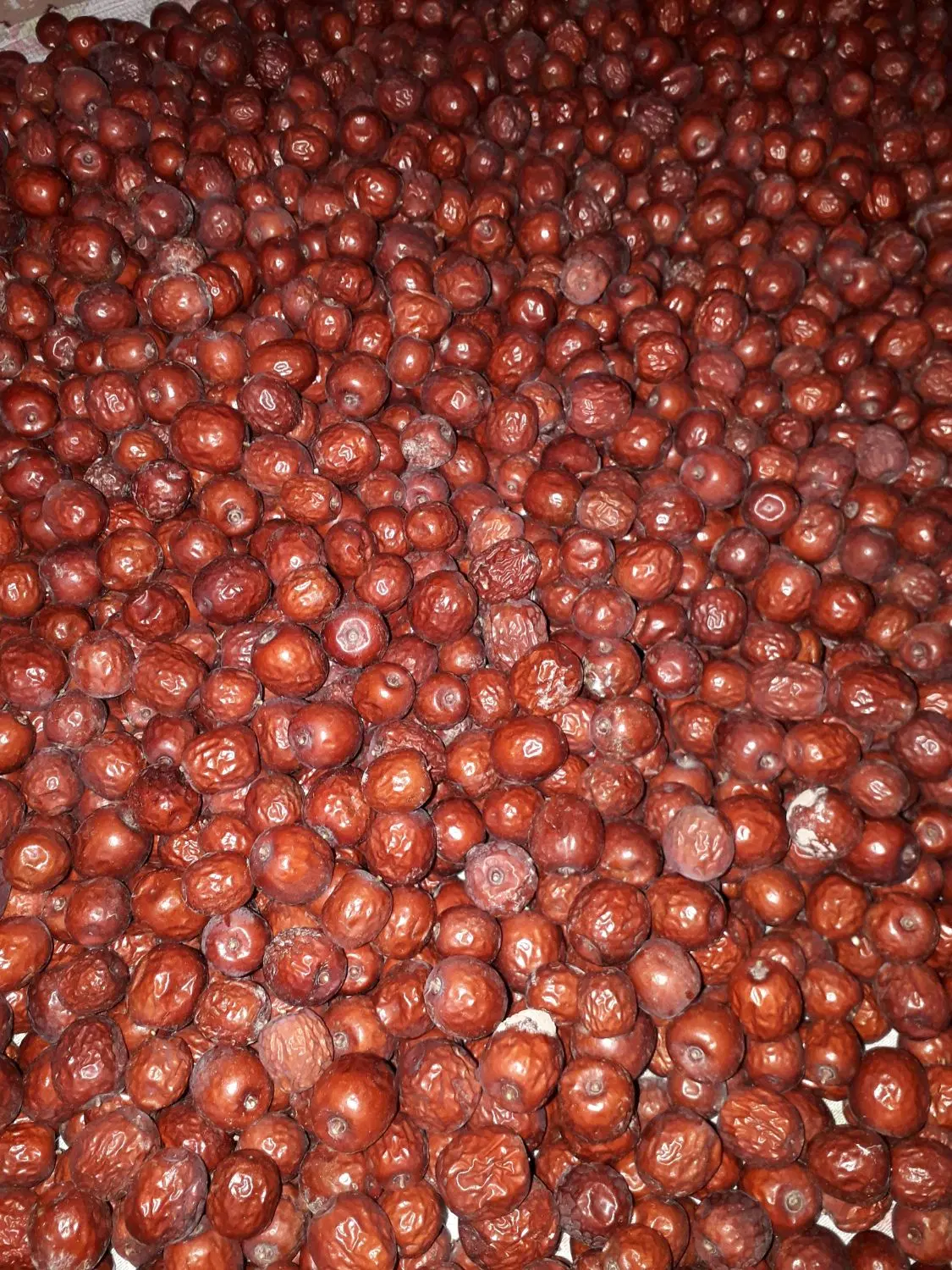 عناب|خوردنی و آشامیدنی|شاهرود, |دیوار
