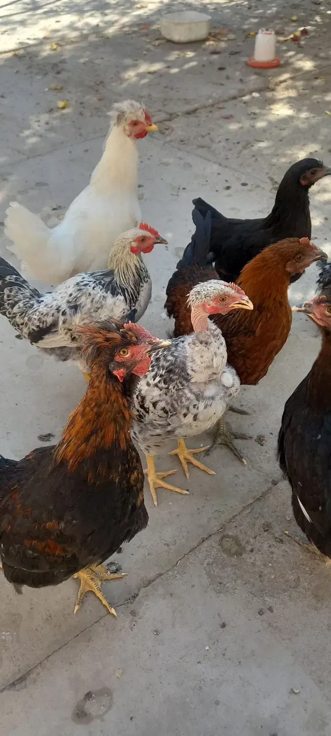 جوجه خروس و مرغ نژاد دار|حیوانات مزرعه|سیرجان, |دیوار