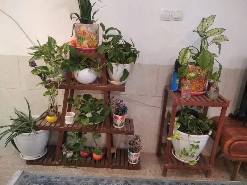 گلوگیاه|گل و گیاه طبیعی|شیراز, شهرک گلدشت حافظ|دیوار