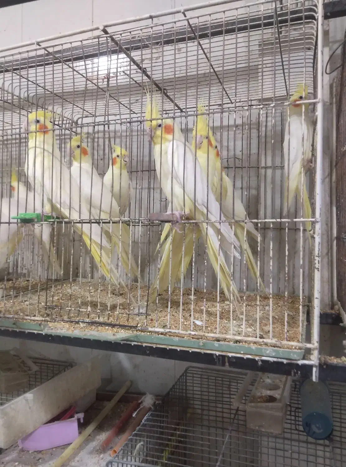 جفت‌های مولداصلاح نژادارمنستانی تضمینی آیهان|پرنده|خوی, |دیوار