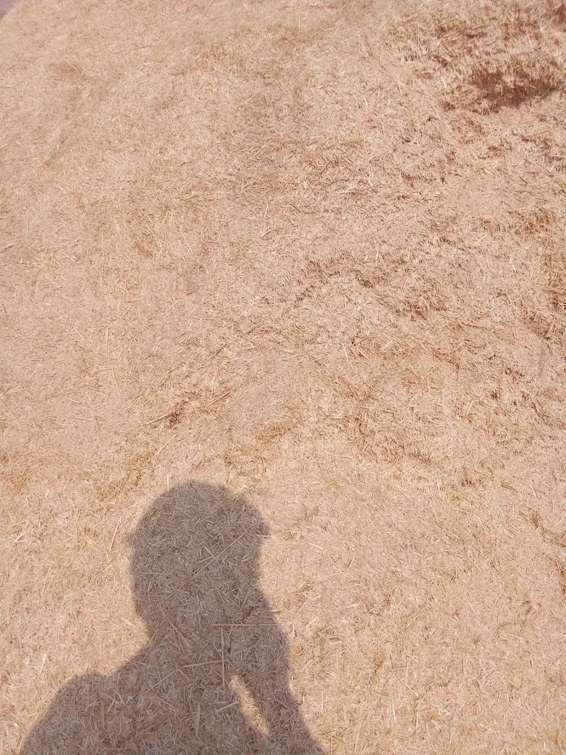 کاه گندم لوکس سرخوشه دیم گونی شده درجه یک همدان|لوازم جانبی حیوانات|یزد, |دیوار