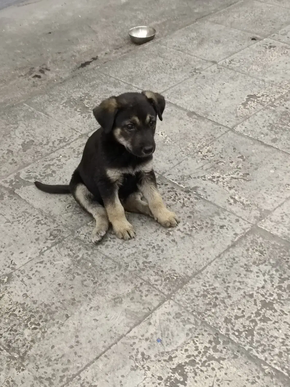 واگذاری رایگان ژرمن ورکلاین|سگ|تهران, بریانک|دیوار