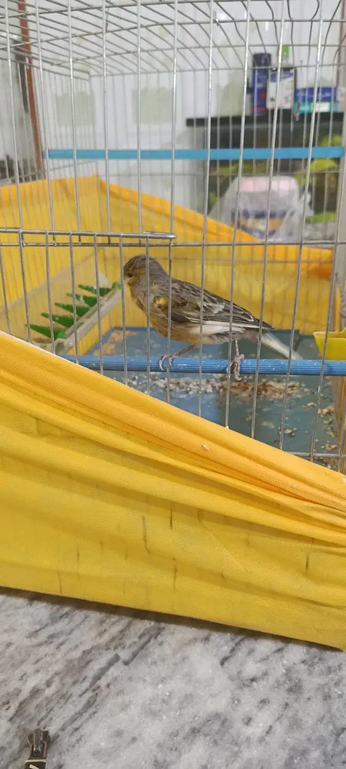 قناری ماده|پرنده|بروجرد, |دیوار