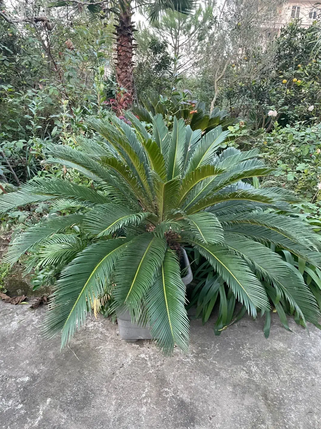 سیکاس|گل و گیاه طبیعی|شهریار, شهریار|دیوار