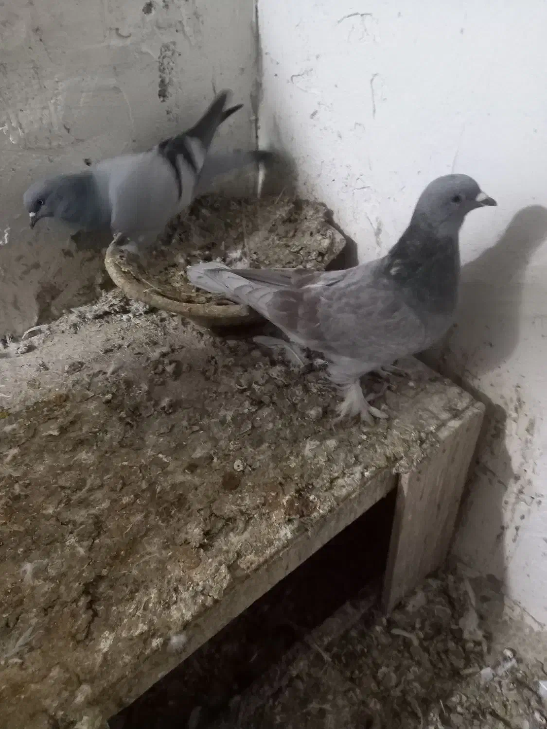 کبوتر ترکیه|پرنده|خسروشاه, |دیوار