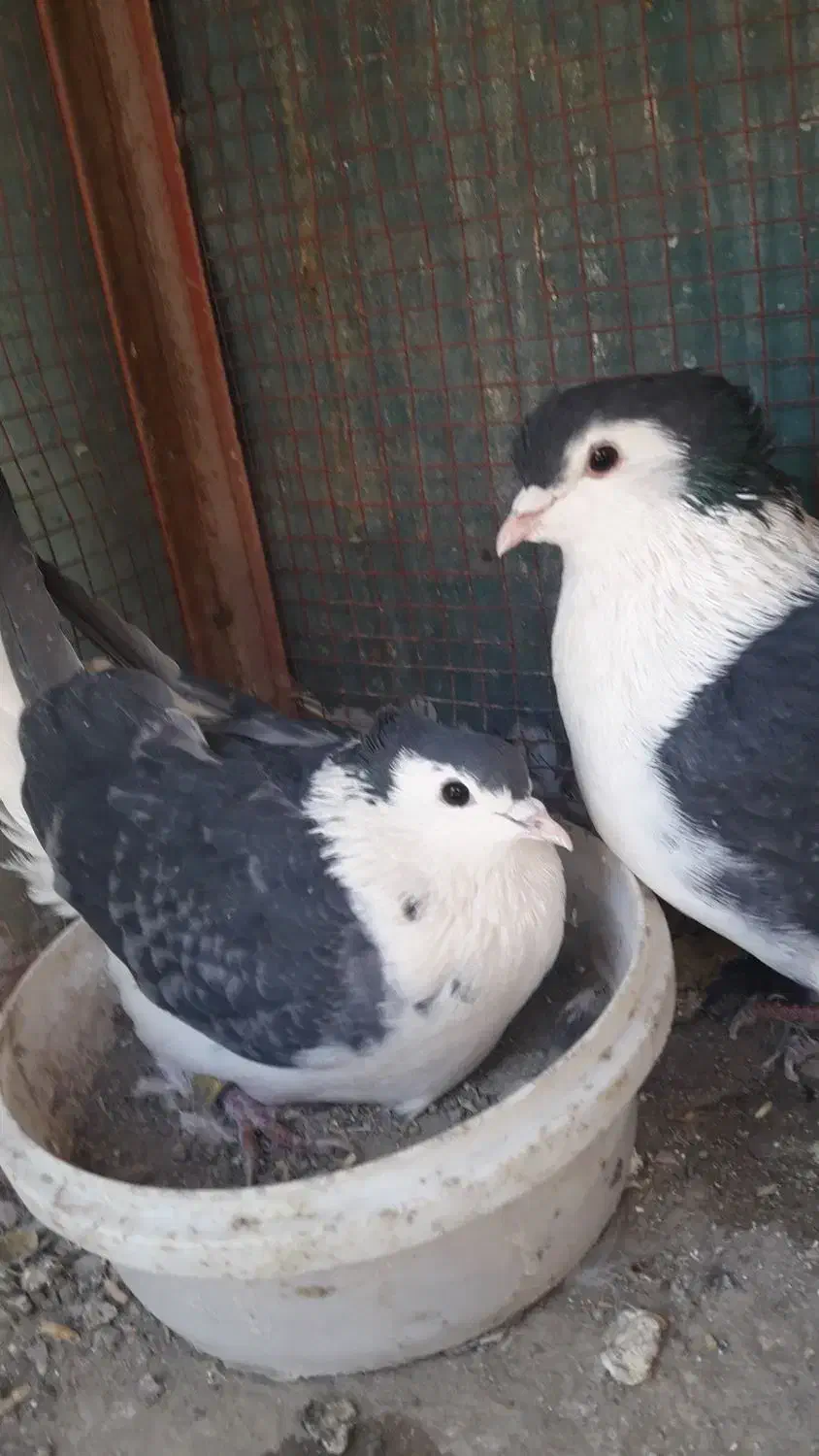 کبوتردمگیرگلین باقفس|پرنده|برخوار, |دیوار