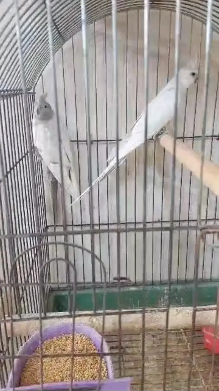 عروس هلندی امرلیددوکت کرم فیس ودوکت البینو ولوتینو|پرنده|بندرعباس, |دیوار