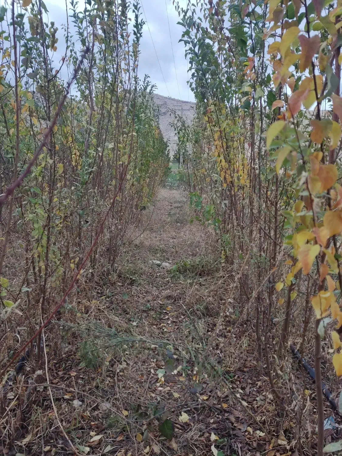 زردآلو|خدمات باغبانی و درختکاری|ایلام, |دیوار