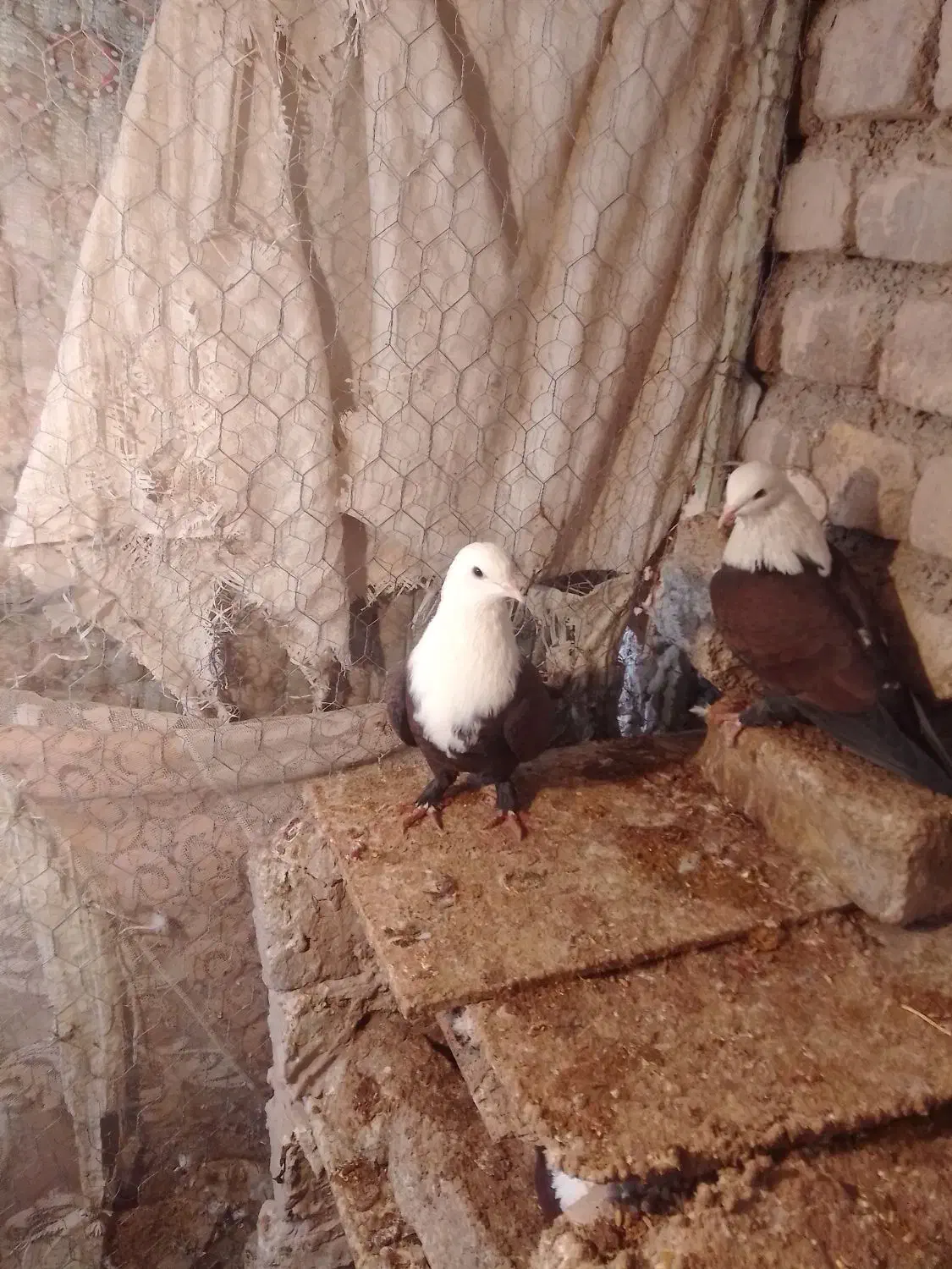 کبوتر|پرنده|نیشابور, مازول|دیوار