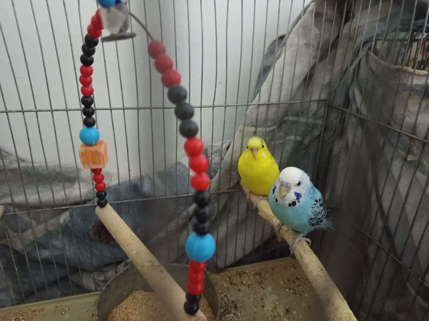 مرغ عشق|پرنده|قم, شهرک مهدیه (مدرس)|دیوار