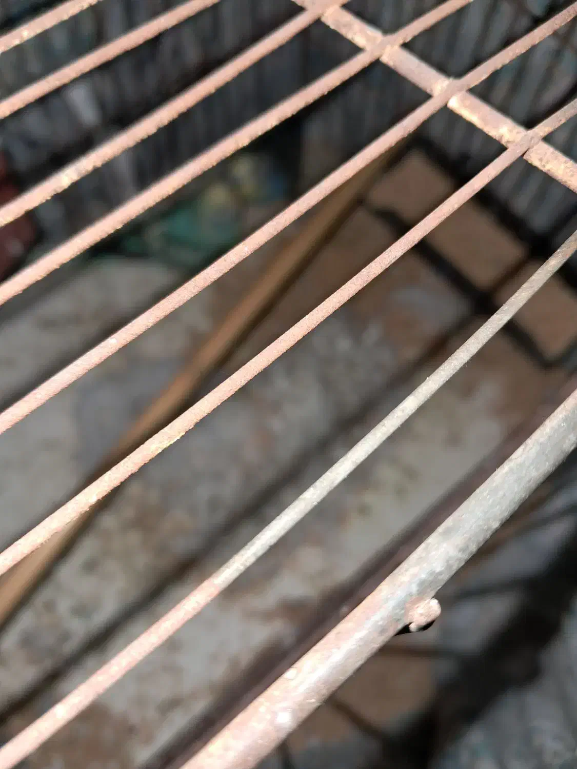 یک جفت مرغ عشق سالم|پرنده|قم, نخودی|دیوار