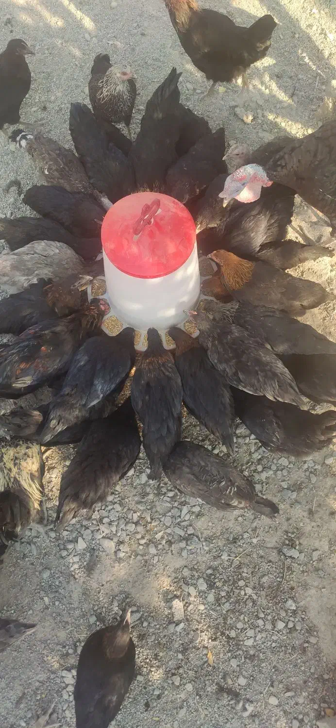 ۲۰ عدمرغ قلم سبز آماده تخم گذاری|حیوانات مزرعه|شاهدشهر, |دیوار