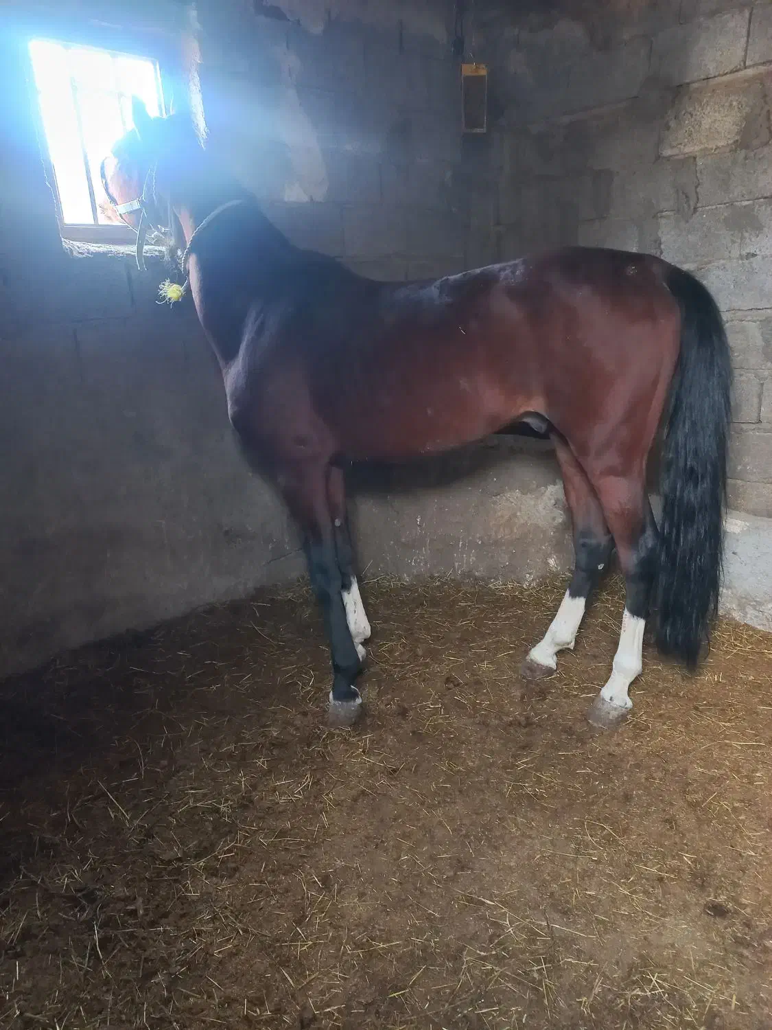 نریان سردار|اسب و تجهیزات اسب‌سواری|مشگین شهر, |دیوار