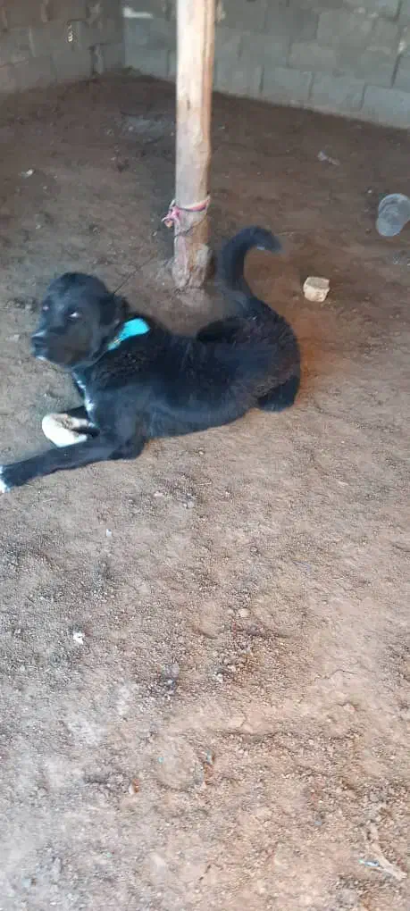 سلام چهار  سگ وسه خر گله ای باهمه چیز معاوظه|سگ|آباده, |دیوار