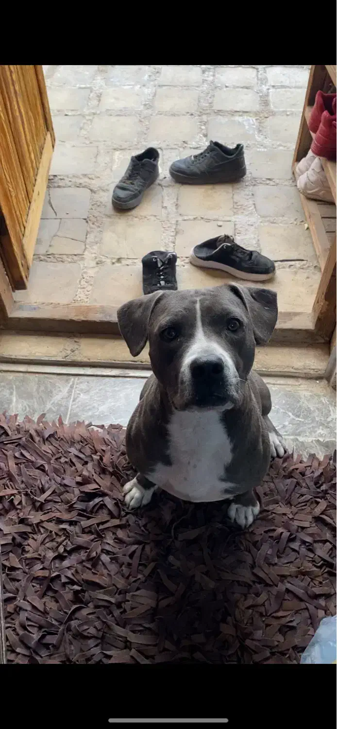 پیت بول اِستافوردشایر|سگ|کرج, فاز ۳ مهرشهر|دیوار