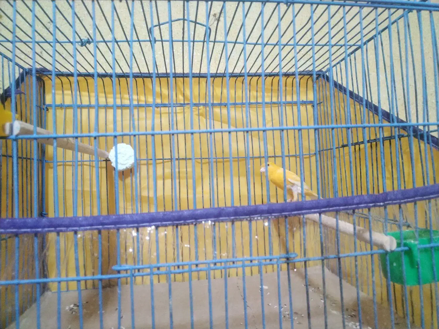 قناری زعفرونی|پرنده|بندرعباس, |دیوار