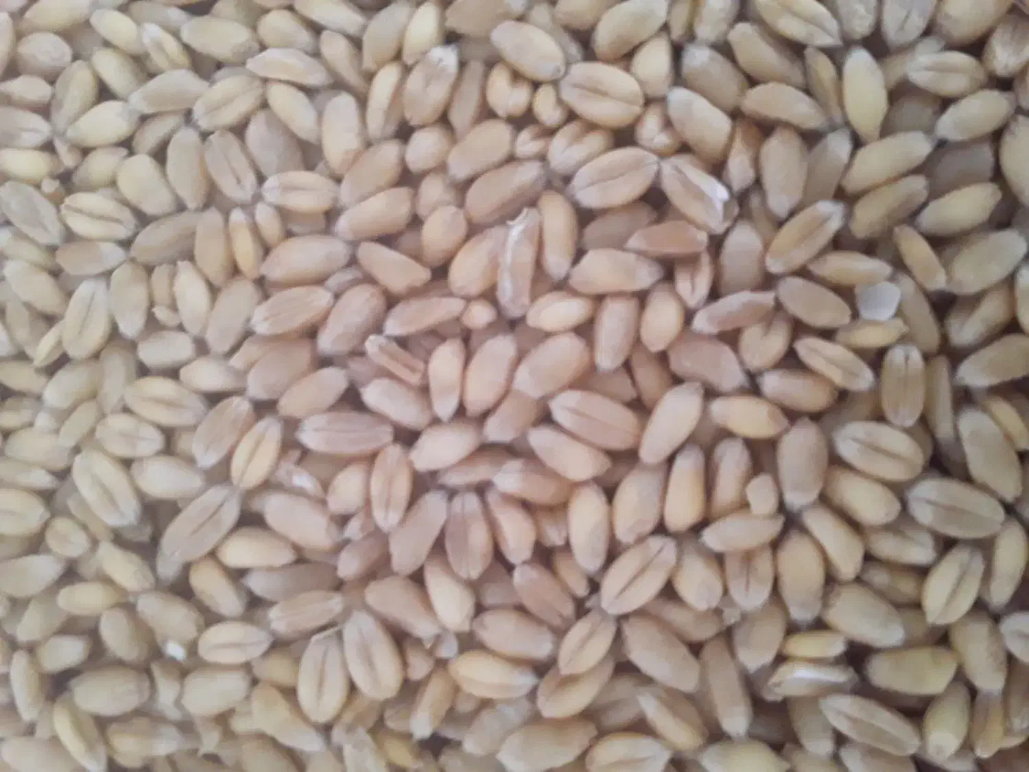 گندم پیشگام|عمده‌فروشی|گیان, |دیوار