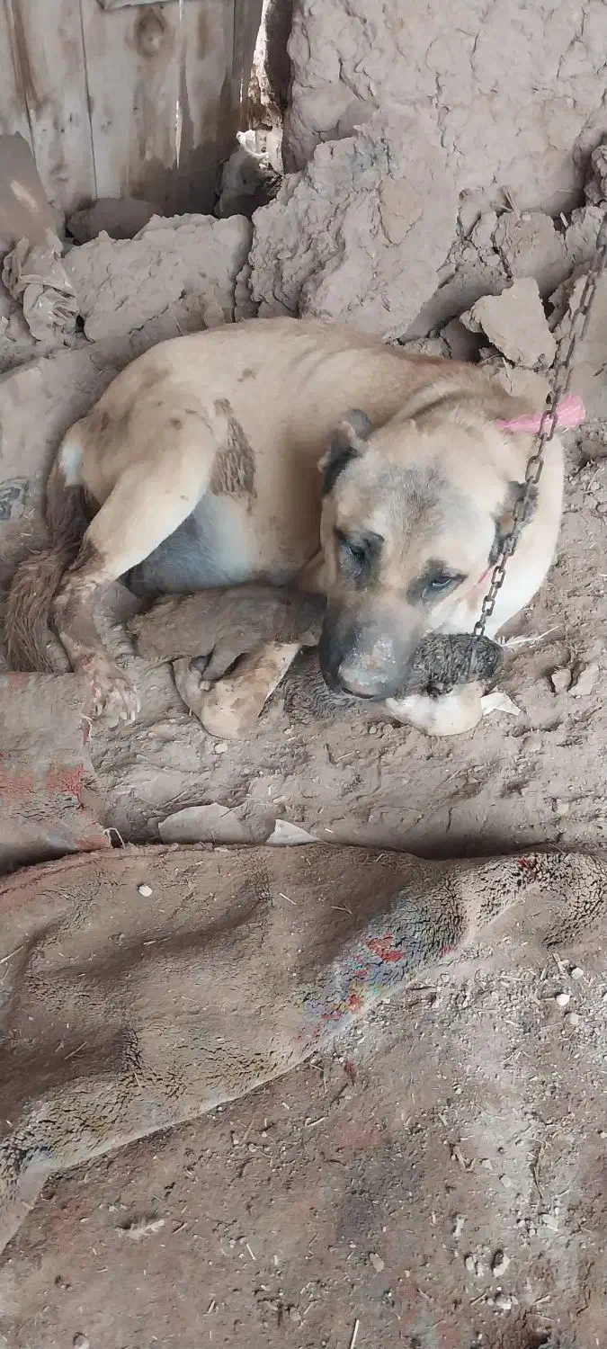 سرابی|سگ|میانه, |دیوار