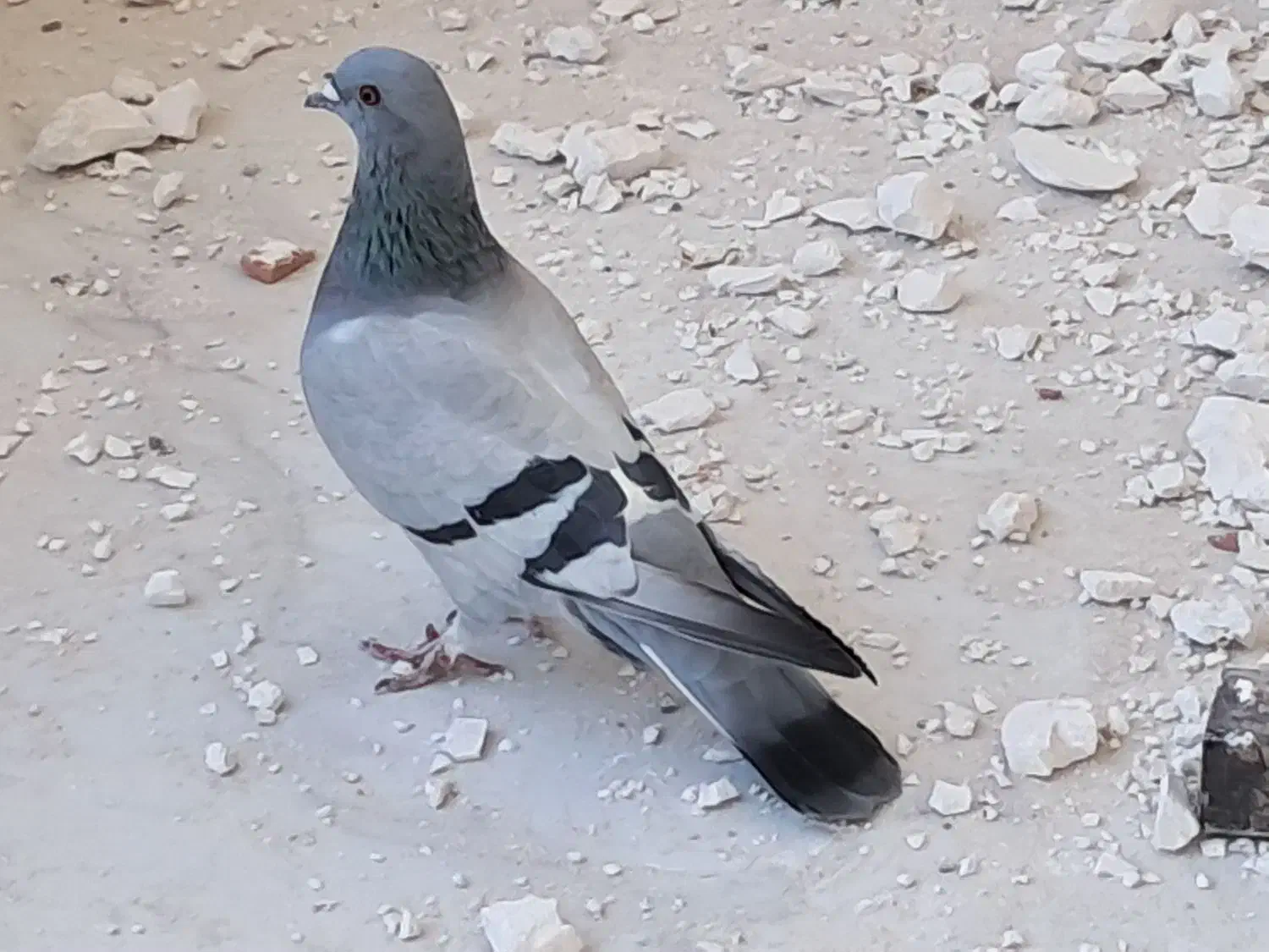 پرنده|پرنده|چرداول, |دیوار