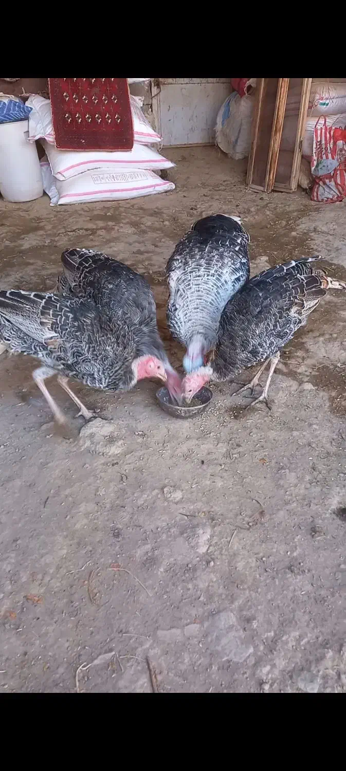 بوقلمون محلی|حیوانات مزرعه|دینور, |دیوار