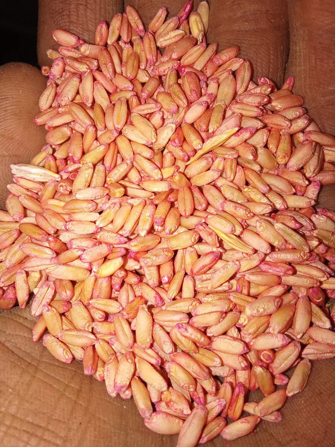 گندم آذر 2 و نخود پا بلند بذری دیم فروش فوری|عمدهفروشی|کنگاور, |دیوار