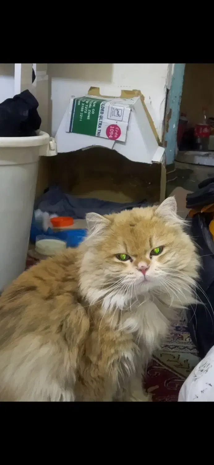 پیدا شده|حیوانات|تبریز, |دیوار