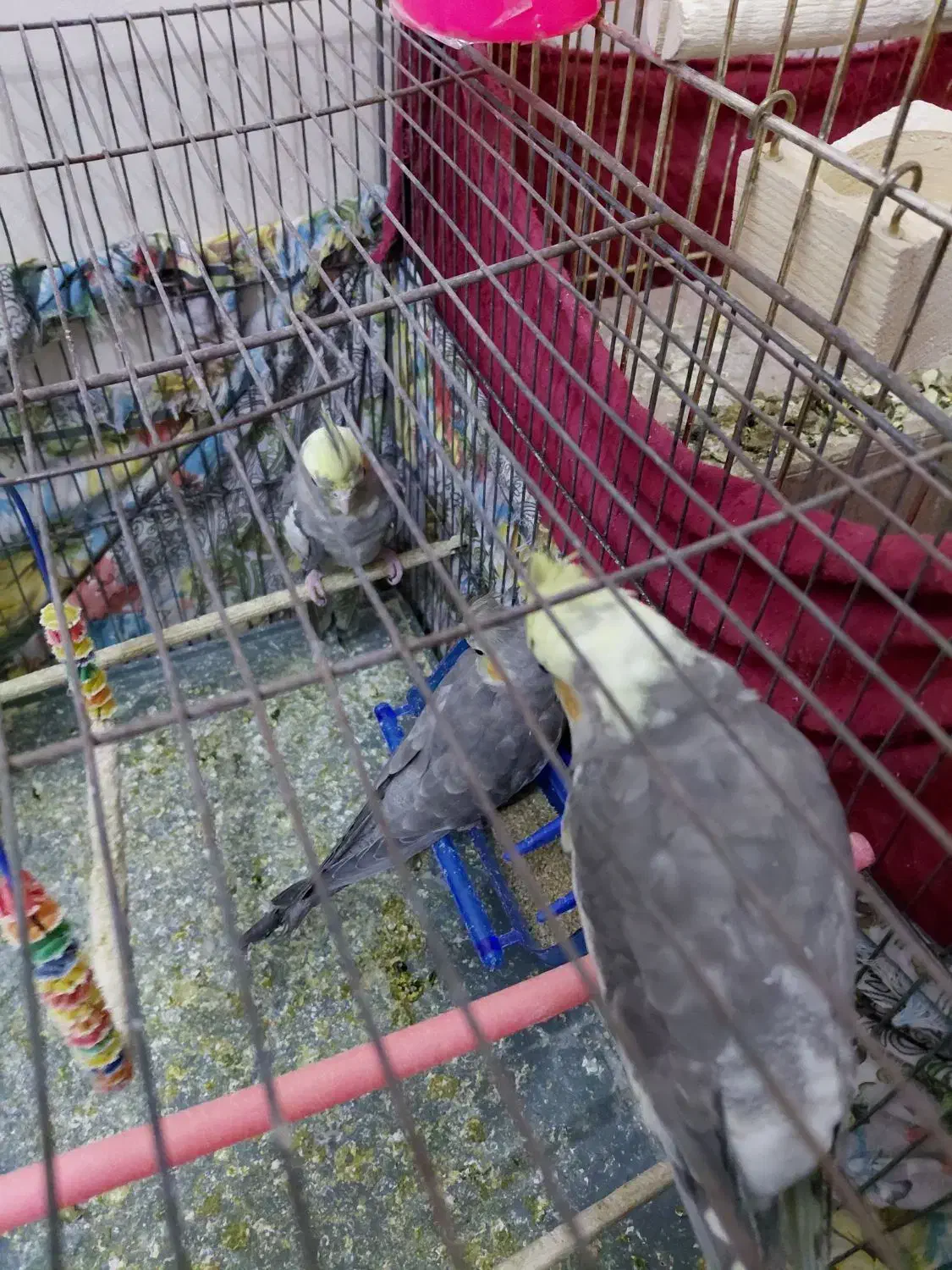 عروس هلندی|پرنده|قم, سید معصوم|دیوار