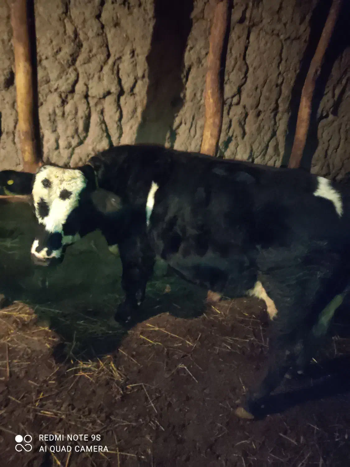 گاونر|حیوانات مزرعه|مشگین شهر, |دیوار