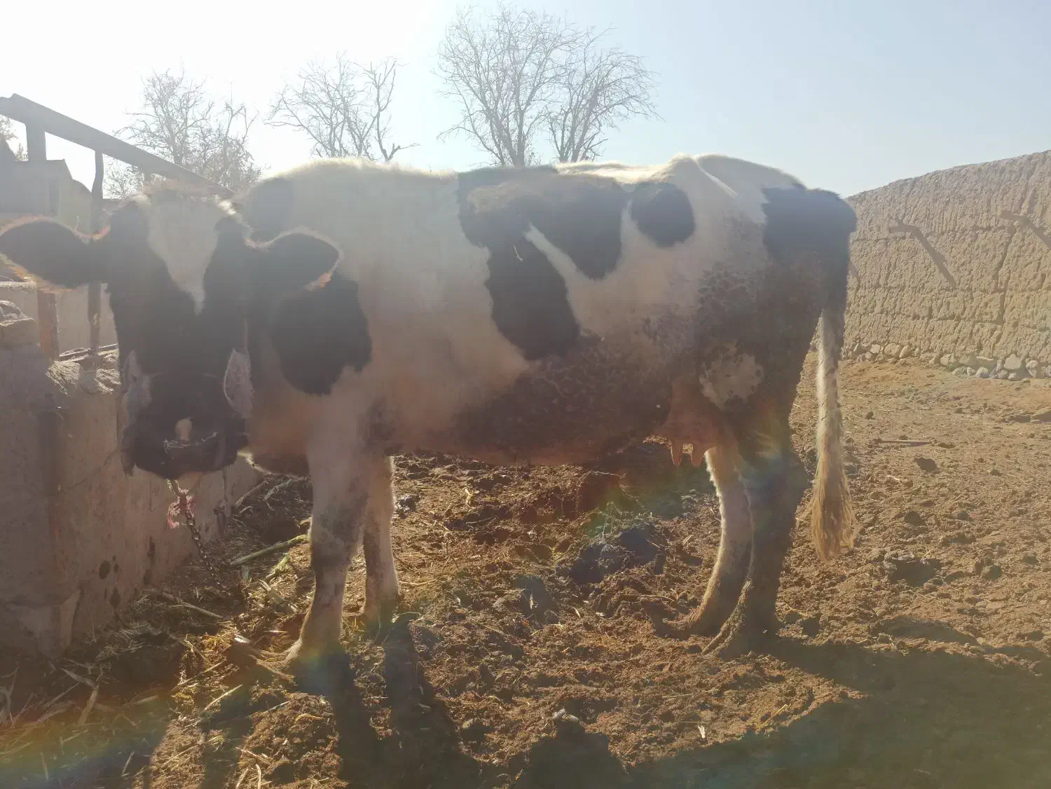 گاو ابستن|حیوانات مزرعه|جغتای, |دیوار