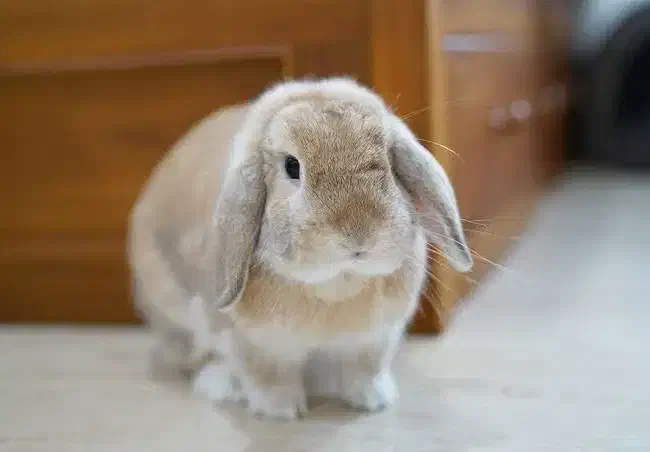 خرگوش (دورفرمان)|موش و خرگوش|سنندج, |دیوار