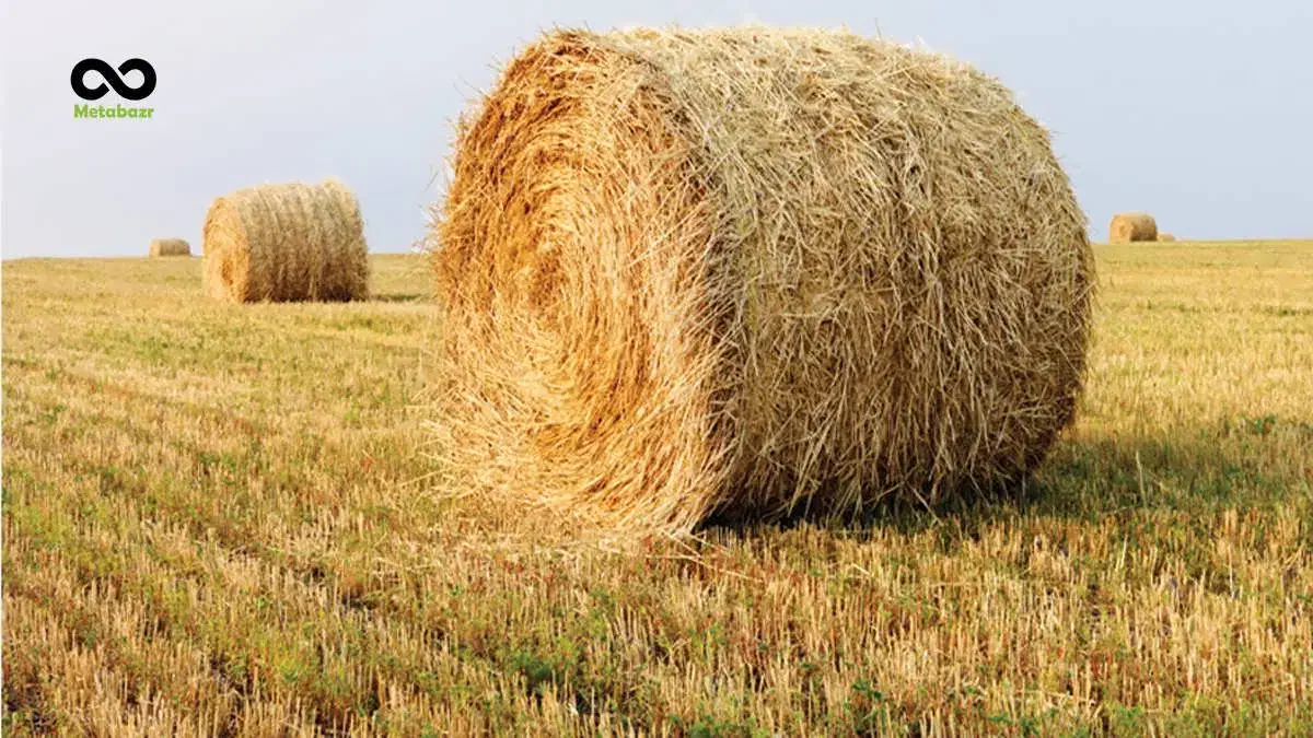 یوجه کوبیده|گل و گیاه طبیعی|مریوان, |دیوار