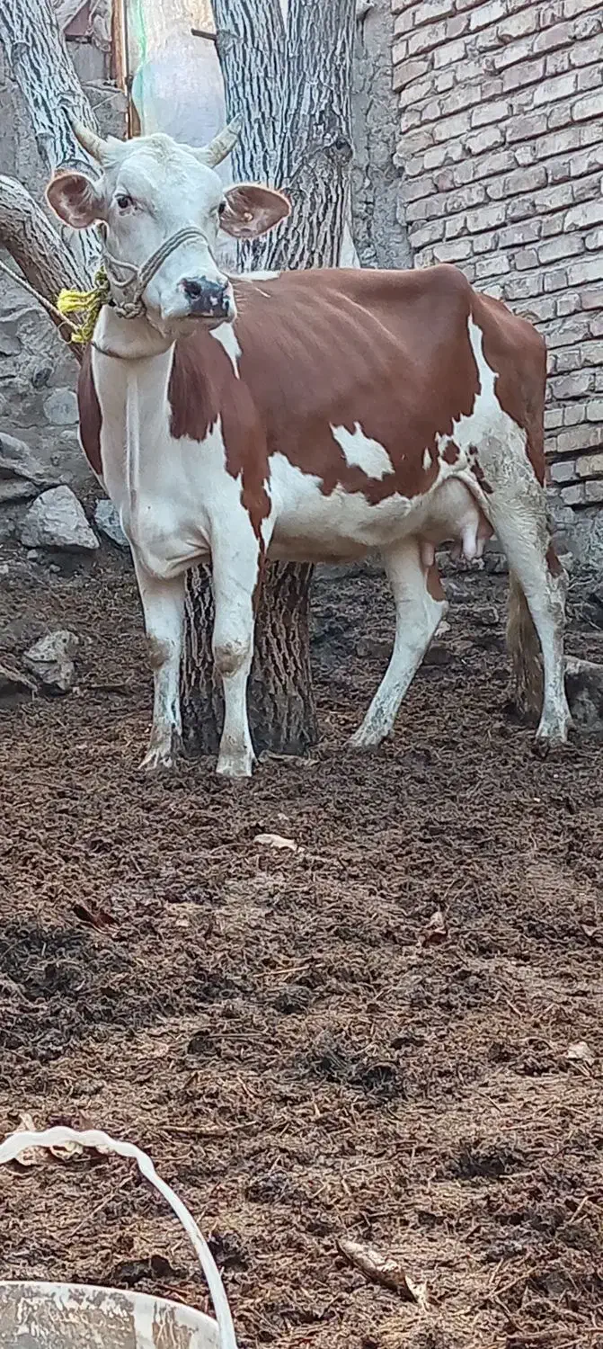 گاو گوساله ماده سیمیتال 12کیلوشیر|حیوانات مزرعه|کرمان, |دیوار