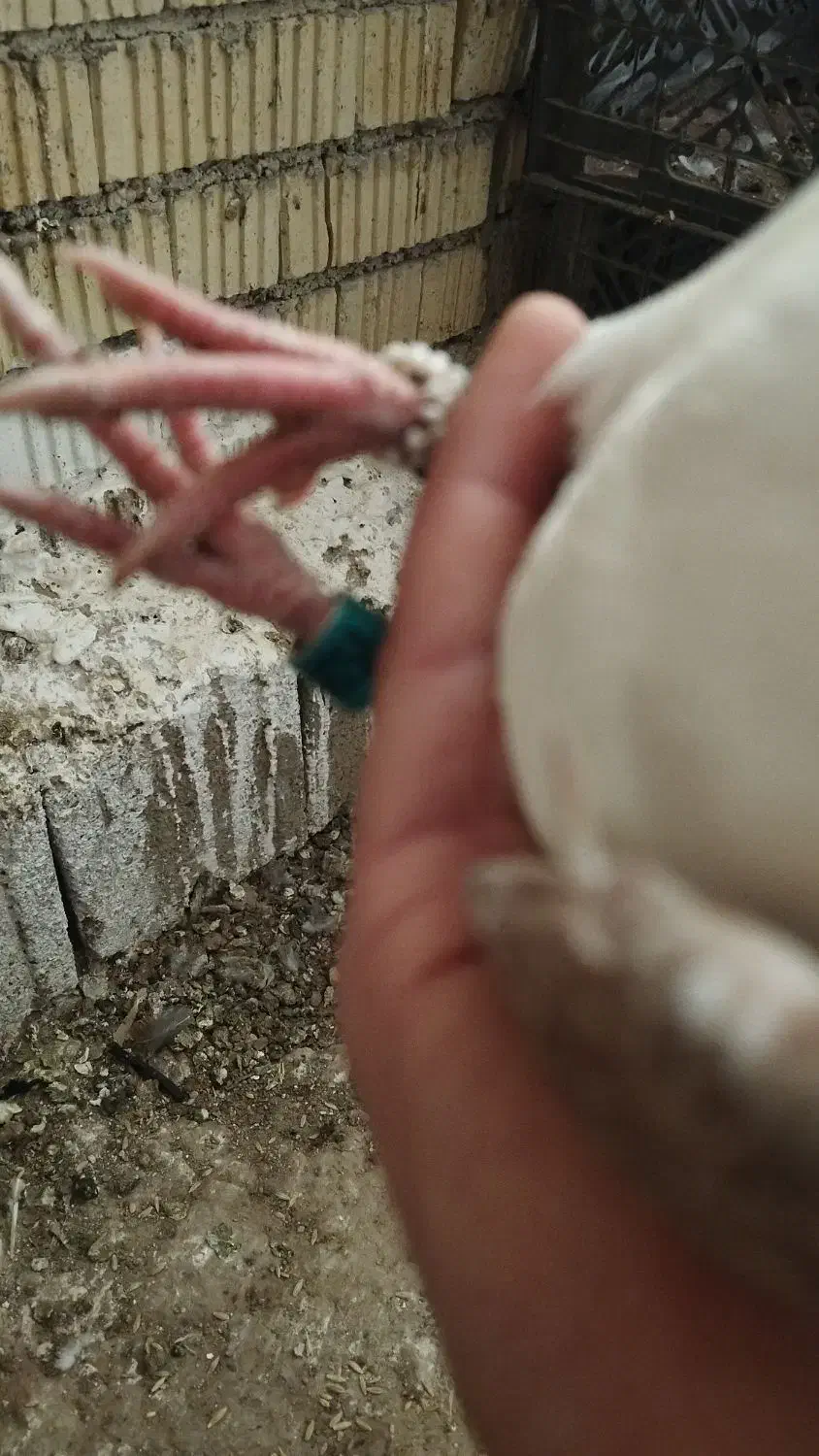 دوکت المانی درجه یک|پرنده|شیراز, تحویلی|دیوار