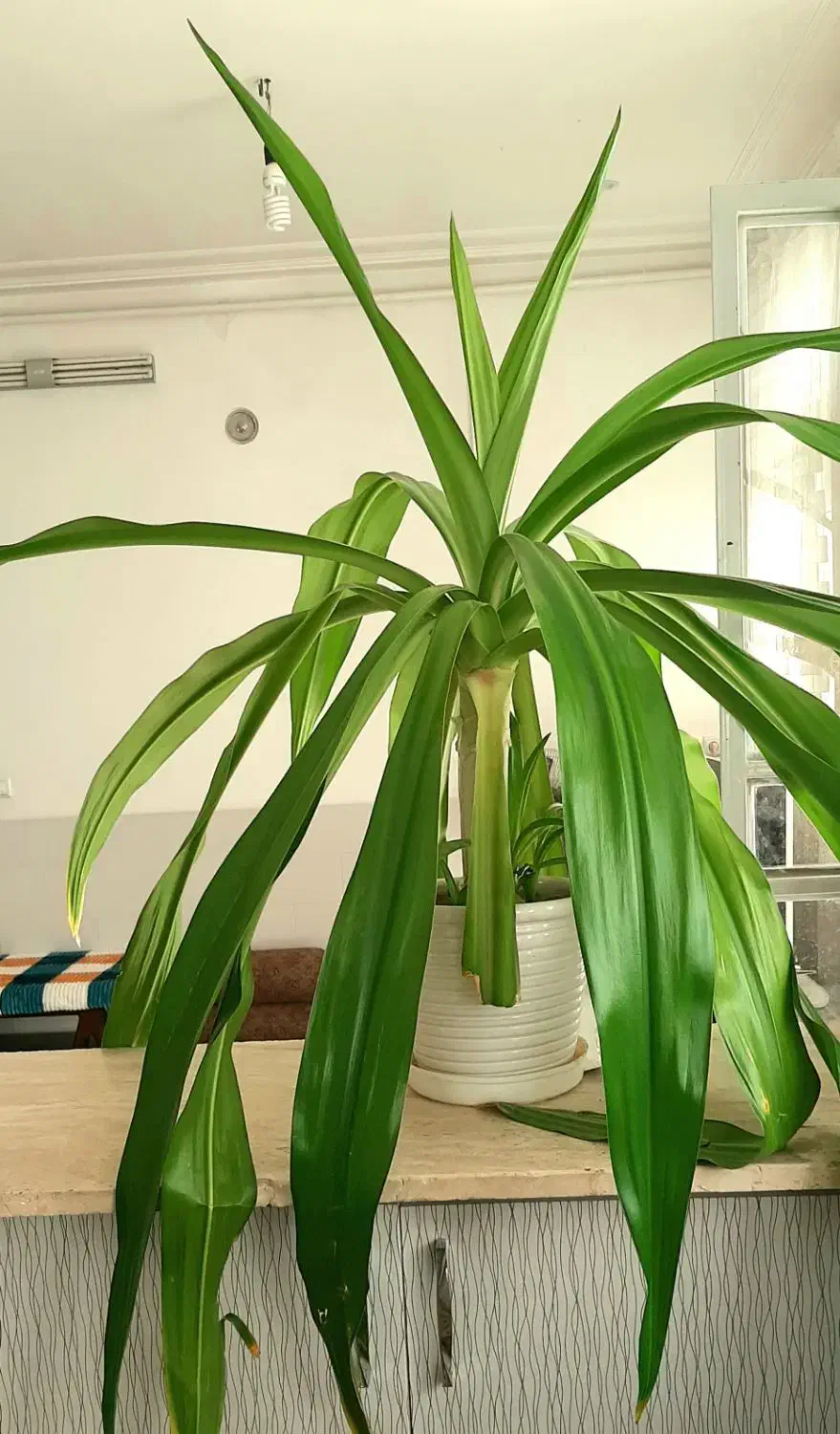 گل سوسن بزرگ با گلدون|گل و گیاه طبیعی|اردکان, |دیوار