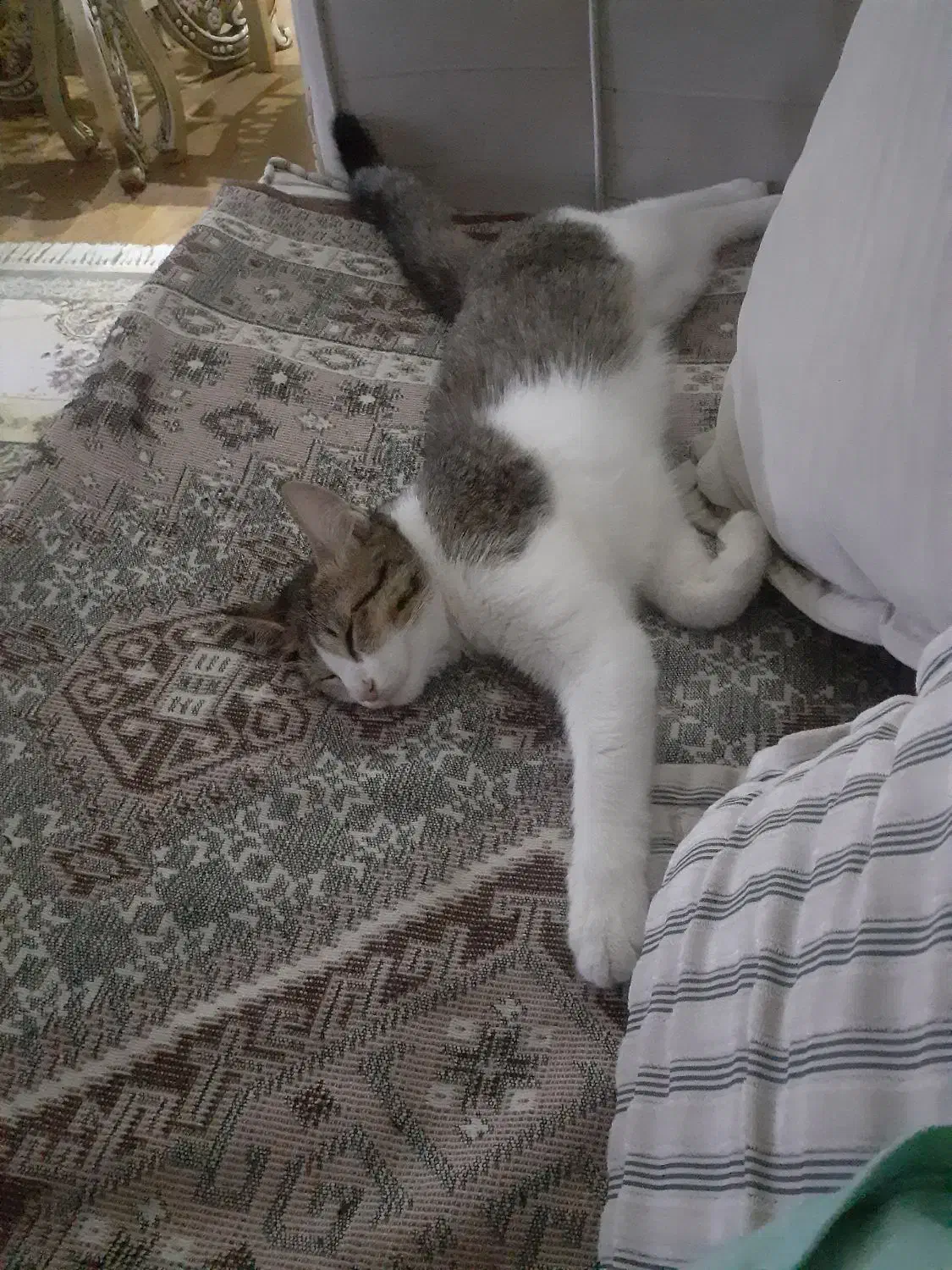 واگذاری گربه|گربه|پرند, فاز ۵|دیوار