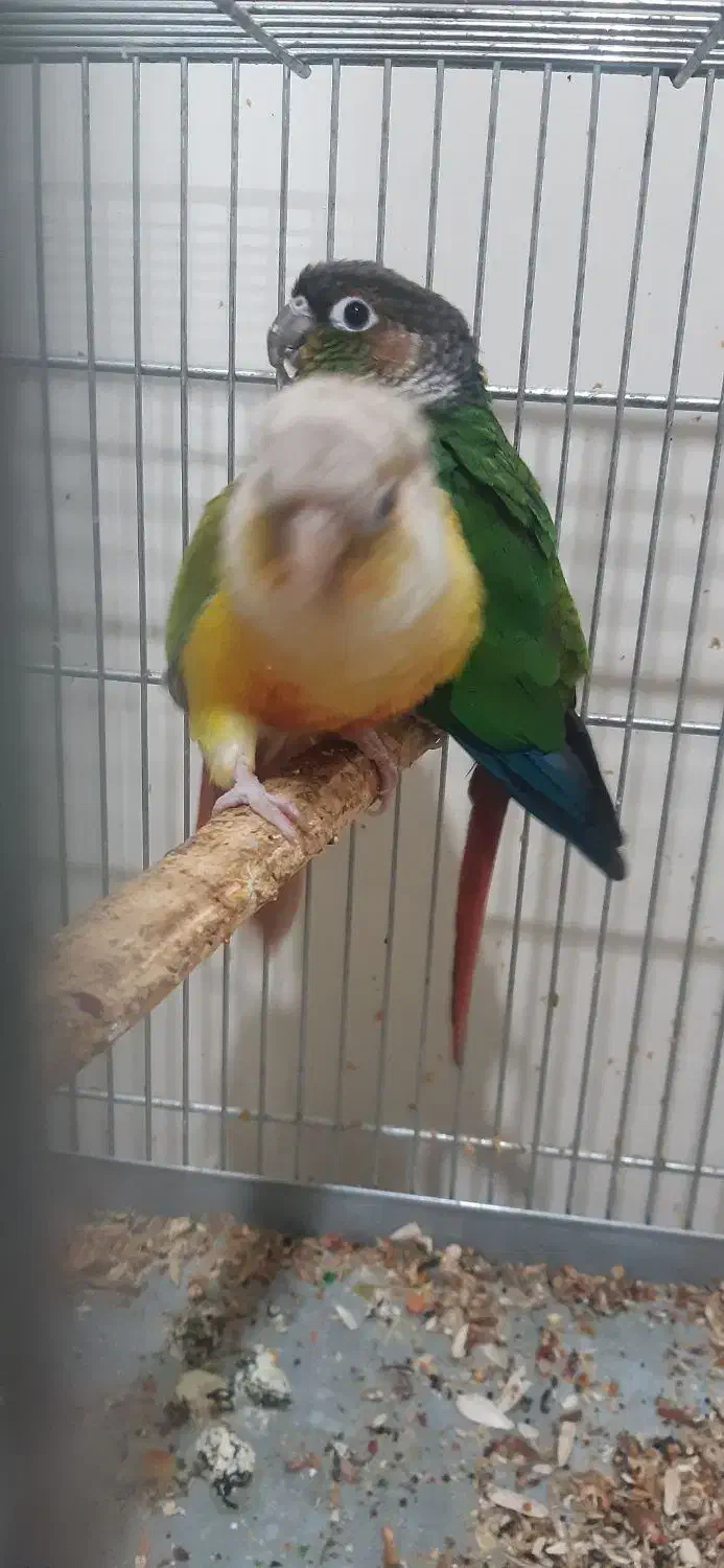 طوطی گرینچیک مولد ۲ ساله|پرنده|شهرکرد, |دیوار