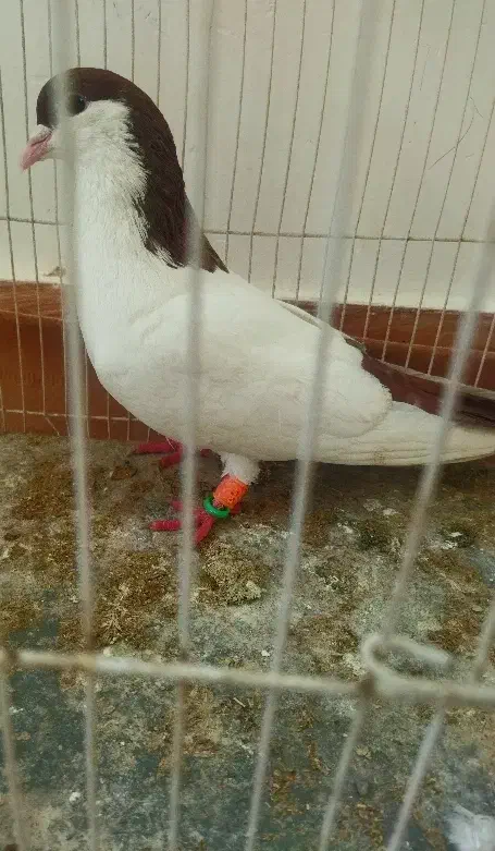 کفتر نر مست|پرنده|شیروان (خراسان), |دیوار