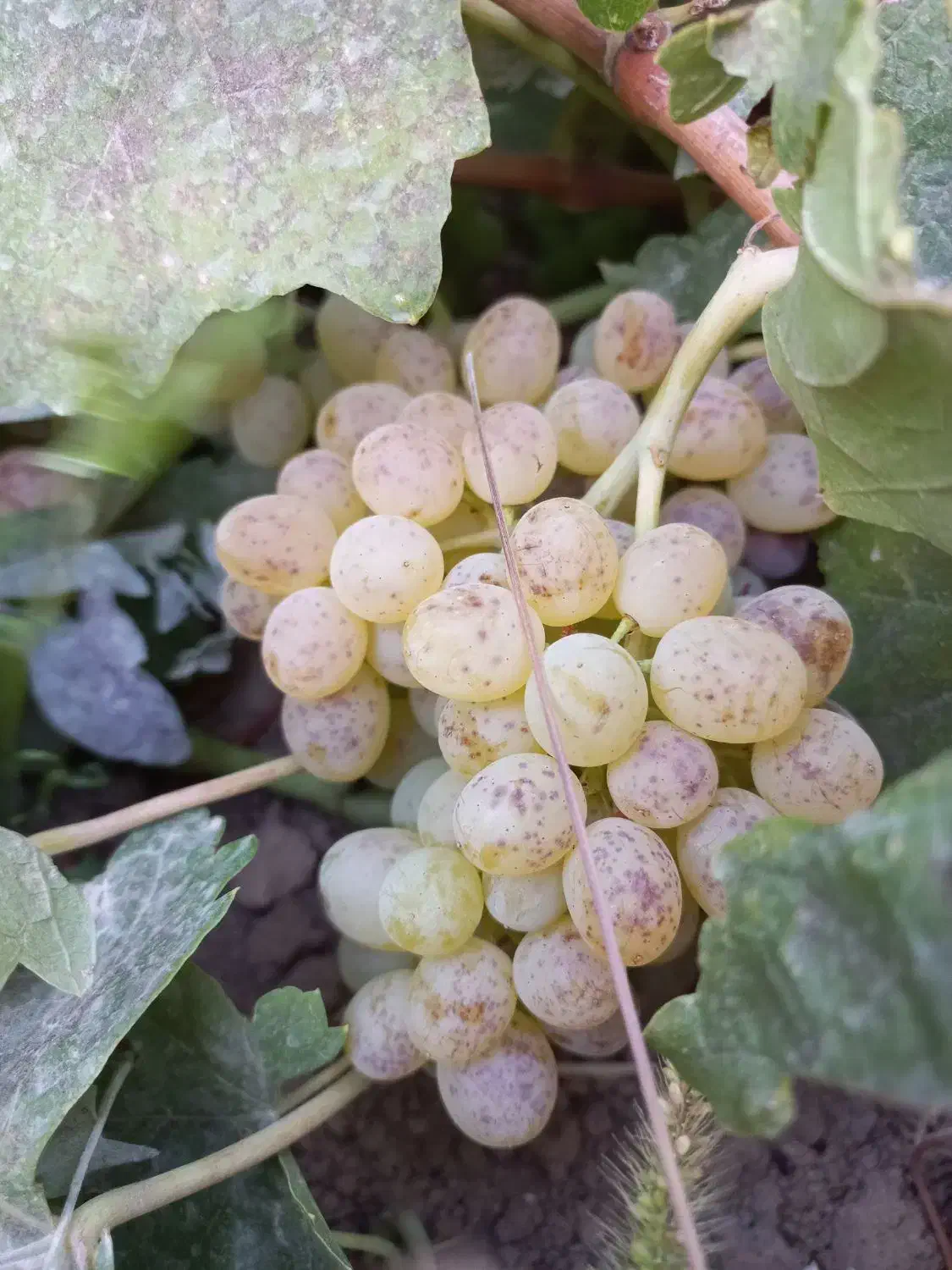 باغ انگور در روستای اژدهاتو|فروش دفتر صنعتی، کشاورزی، تجاری|زنجان, |دیوار