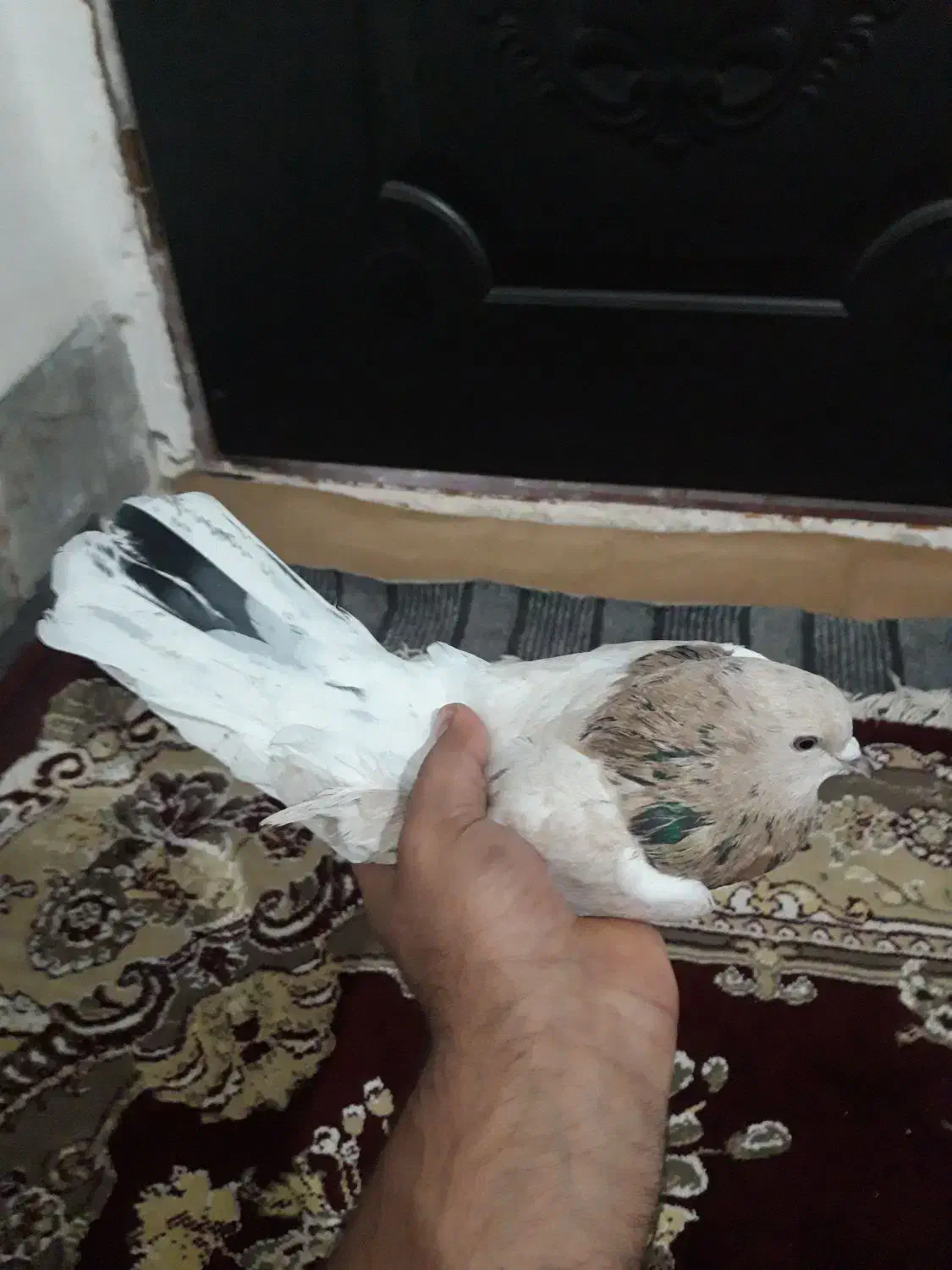 کفتر هفت رنگ کشیده گرفتنی کبوتر|پرنده|کرباسک, |دیوار