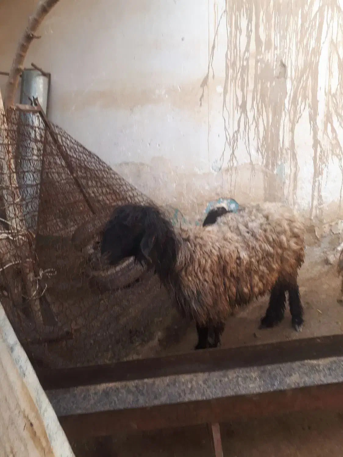 میش بز بیگ|حیوانات مزرعه|مسجد سلیمان, |دیوار