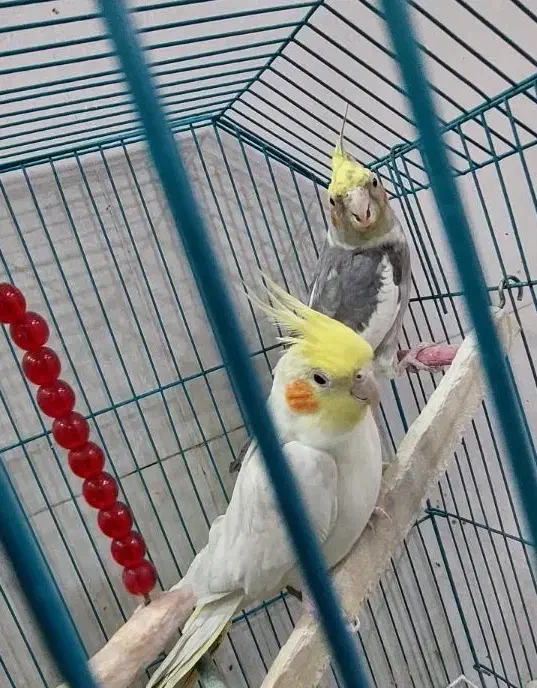 عروس هلندی|پرنده|سوسنگرد, |دیوار