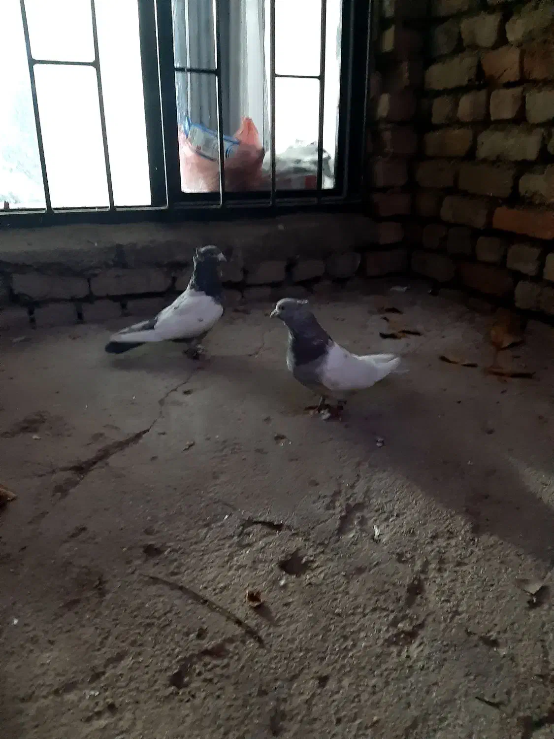 یجفت سینه ای دوعدد نر|پرنده|الیگودرز, |دیوار