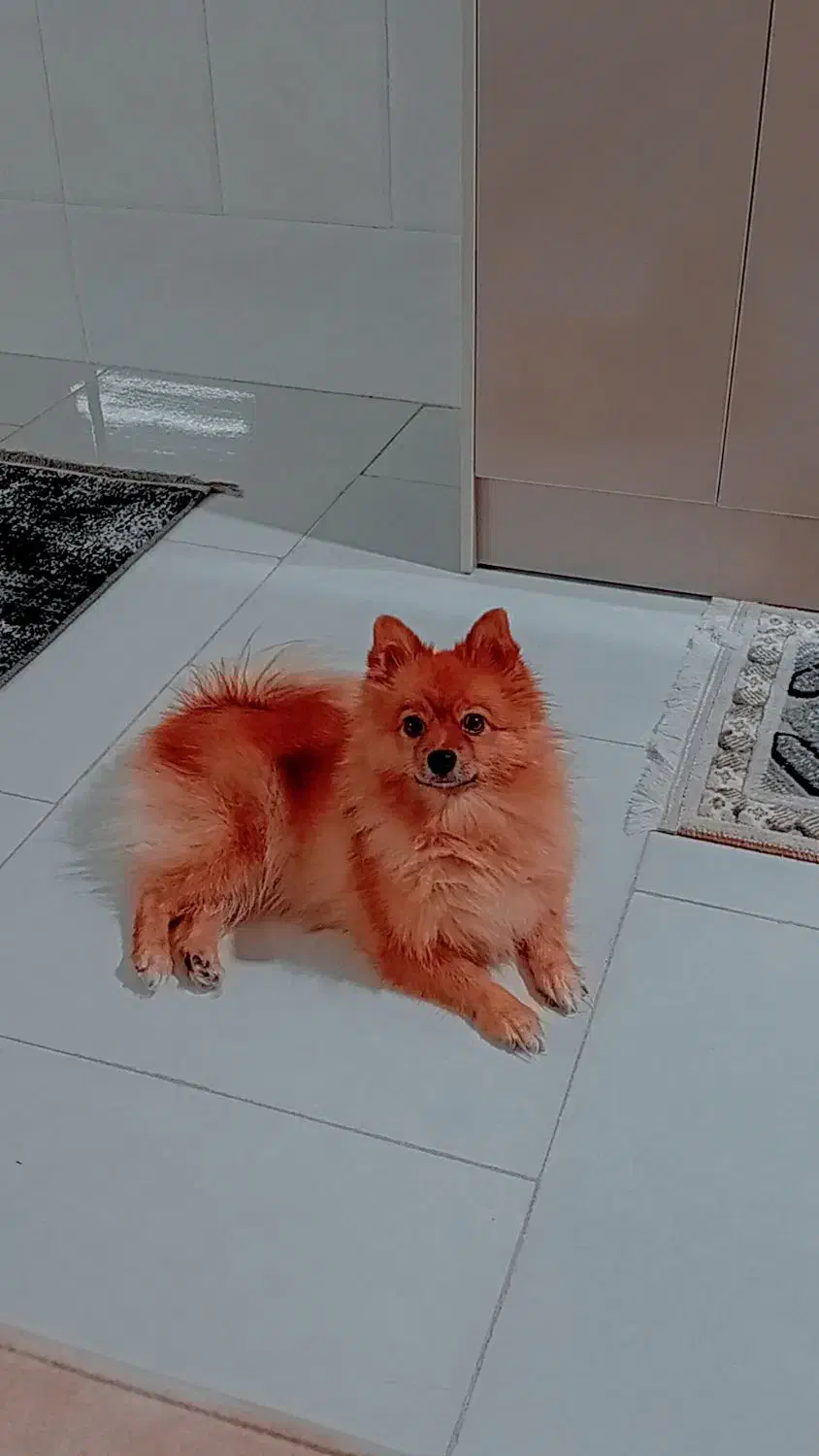 سگ پامر روباهی|سگ|یزد, |دیوار