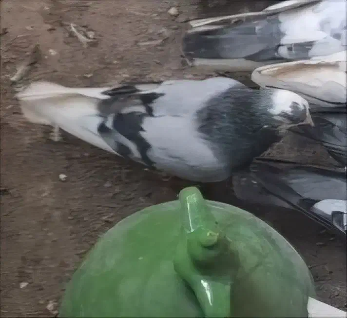 گمشده|پرنده|خوی, |دیوار