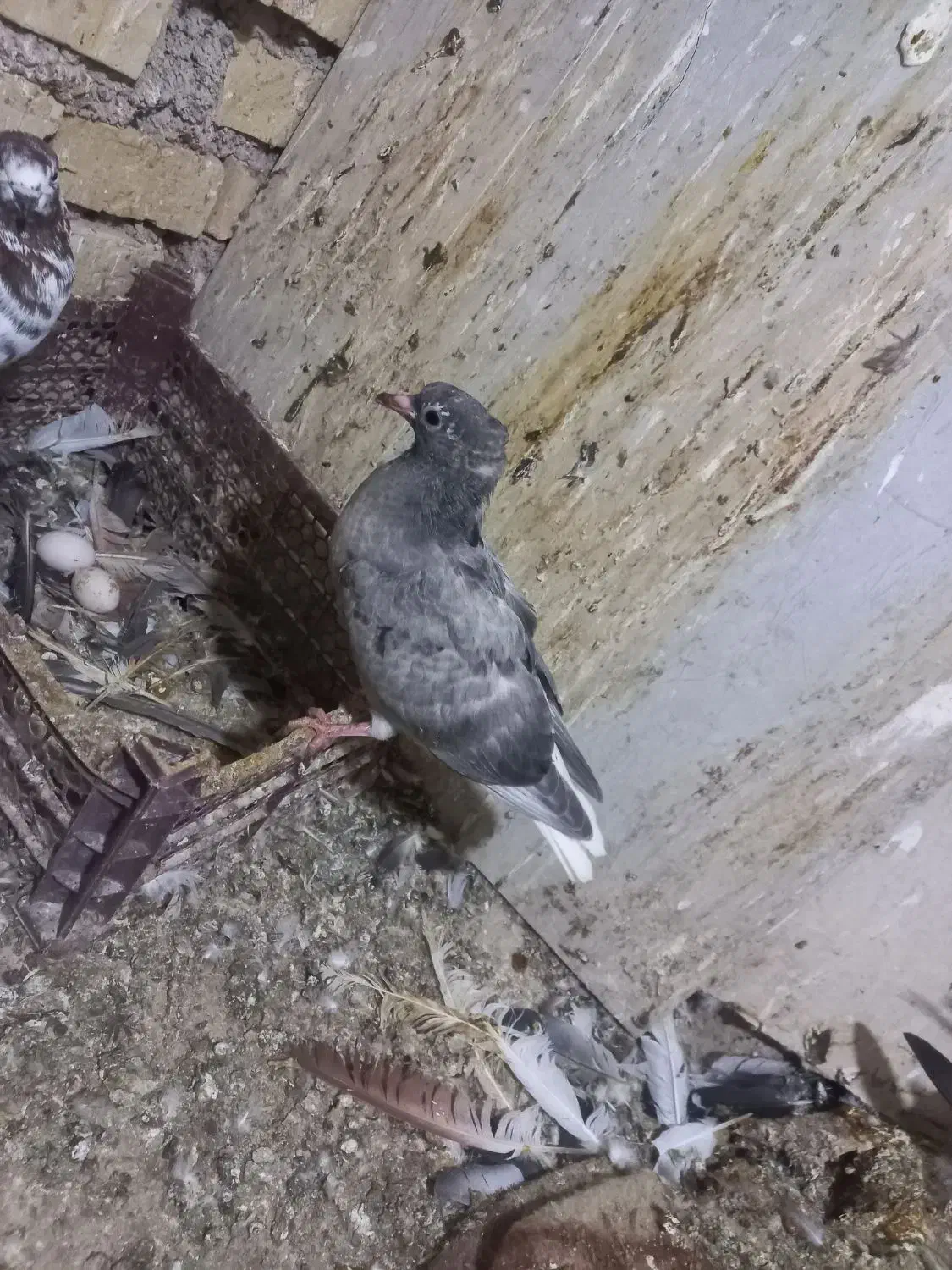 کبوتر جوجه دمسفید|پرنده|کارون, |دیوار